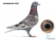DV-0824-26-1532 - 100% Drapa 