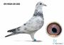 DV-0824-26-282 - inbred na Olimpic RICO