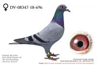 DV-08347-18-696 - samiczka