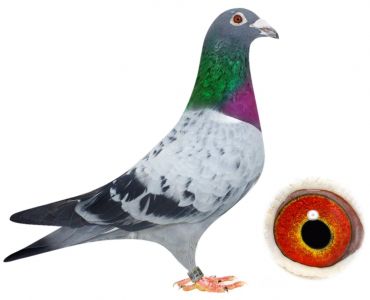 DV-0849-15-254 - samiec