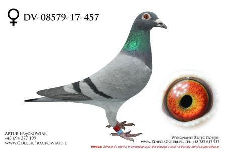 DV-08579-17-457 - Gert Rondags - linia Den  Tom - 16x1k oraz Den 165 - najlepszy młody gołąb Belgii