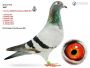 DV-08579-17-457 - Gert Rondags - linia Den Tom - 16x1k oraz Den 165 - najlepszy młody gołąb Belgii