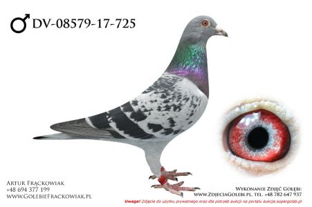 DV-08579-17-725 - Paul Huls linia Casanowa, Black Jack, De Monnik