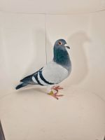 DV-08579-23(24)-610 100 % Henrii Vloemans