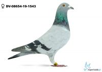 DV-08654-19-1543
