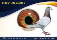 DV 08780 20 752 *** 178 *** x *** 217 *** - HARTMUT WILL - Oryginał - SACHSE CHRISTIAN -