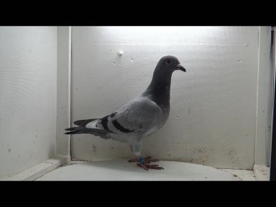 DV-08867-21-866 Y.Gudz. 62 Miejsce Mistrzostwo Niemiec 2021. Mistrz FG (Rejonu) 2020!