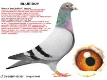 DV-08897-19-331 rodzice oryg MIKE GANUS - MEGA INBRED SUN CITY