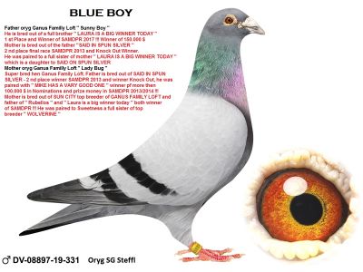 DV-08897-19-331 rodzice oryg MIKE GANUS - MEGA INBRED SUN CITY