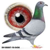 DV-08897-19-5456 SG Steffl