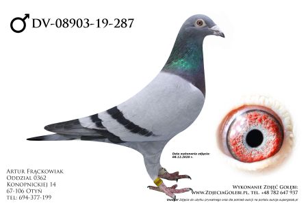 DV-08903-19-287 - 100% Marcel Wouters - inbred De Leeuw