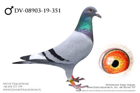 DV-08903-19-351_1 - linia Olimpijczyków