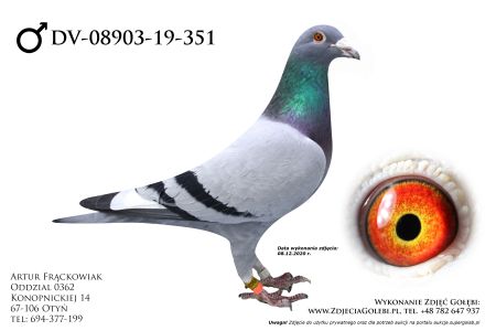 DV-08903-19-351 - linia Olympic Niels