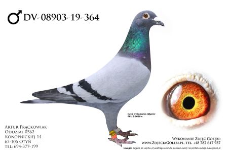 DV-08903-19-364 - Danny van Dayck x Rik Heremans - linia Di Caprio, Kanon, Guus, Athena!!!