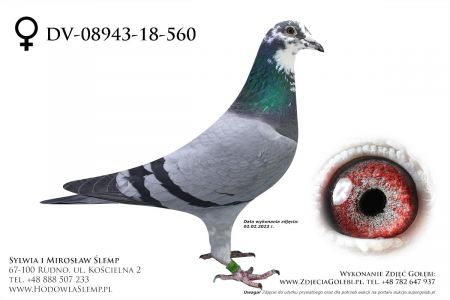 DV-08943-18-560 - oryg Henri Vloemans linia Ezel - 3 narodowy As Belgii