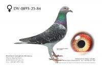 DV-0895-25-84: J + R Zytkiewicz, m in 42m z FINAŁU