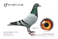 DV-0895-25-88: Leonhard Piontek, m in 45m z FINAŁU