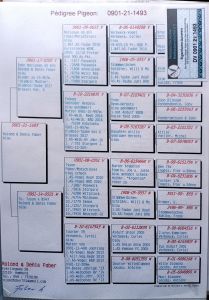 DV-0901-21-1493 -  Roland  Denis Faber - wnuk TYSONA i 655, ojciec gołebia to  brat olimpijki z Brukseli kat G - MADLEN 