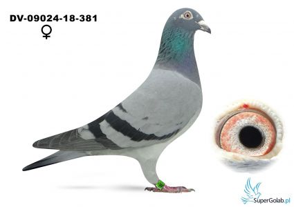 DV-09024-18-381_