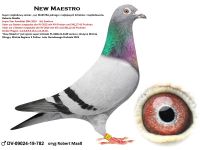 DV-09024-19-782 oryg Rober Mab - SAMCZYK jest ojcem samicy z druzyny Mistrza Strefy  Lotu Narodowego Bruksela 2023