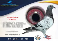 DV 09105 21 450 – RAINER HOHN – 22m SUPER FINAŁ !!!! odległość 600km!! LIINIA GOŁĘBI, KTÓA WYGRYWAŁA NA WIELU WSPÓLNYCH GOŁEBNIKACH !!!