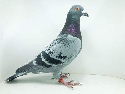 DV 09105 22 808– org. Rainer Hohn - / 39m – SuperCup 580km  / (prawdopodobnie samczyk)