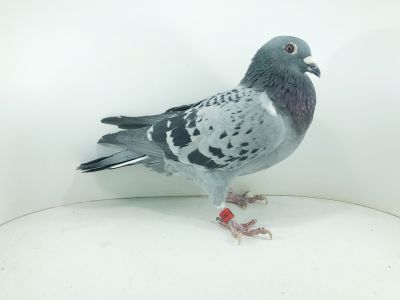 DV 09105 22 812 – org. Rainer Hohn -  / 102 AS _Gołąb / 63m – SuperCup 580km / (prawdopodobnie samiczka)