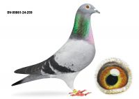 DV-09116-24-259 - SAMICA - lotowana na wspólnym Gołębniku Usedom