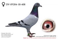 DV-09204-18-408 - samiczka