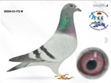 DV-09204-23-172 W Lorenz Olaf & Marion-5 z finału na WG USEDOM na finał poszło 2090 gołębi