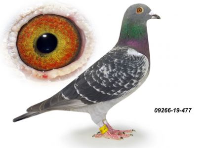 DV 09266 19 477 - Tadeusz Klein -  gołębie HARTMUT WILL linia