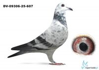 DV-09306-25-607 - Bindacz x Dir de Beer x van Dyck