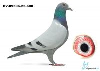 DV-09306-25-608 - Bindacz x van Dyck