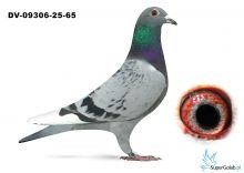 DV-09306-25-65 - wnuk RUDY Gaby Vandenabeele - TOP !!!