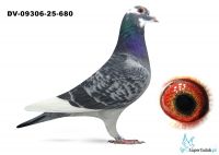 DV-09306-25-680 Bindacz x van Dyck