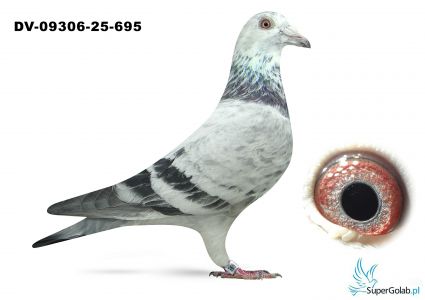 DV-09306-25-695 van Dyck x Leidemann x Roeper