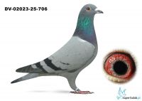 DV-09306-25-706 - wnuk RUDY Vandenabeele - TOP !!!