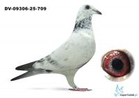 DV-09306-25-709 - Frank Feldotto x Leideman