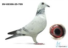 DV-09306-25-709 - Frank Feldotto x Leideman