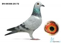 DV-09306-25-72 Leideman 