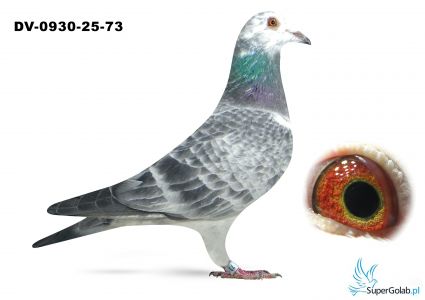 DV-09306-25-73 Leidemanx Bindacz