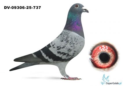 DV-09306-25-737  wnuk YVANA Herbots, wnuk GLADIATOR Vandenabeele