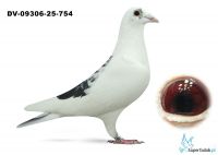 DV-09306-25-754 Dirk van den Bulck x Marcel Wouters