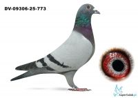DV-09306-25-773 wnuk DE GUS - TOP !!!