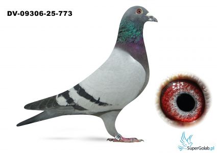 DV-09306-25-773 wnuk DE GUS - TOP !!!