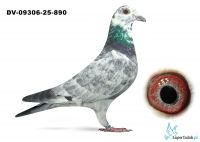 DV-09306-25-890 - Leideman x Heremans