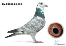 DV-09306-25-890 - Leideman x Heremans