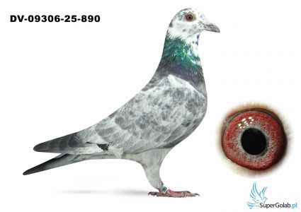 DV-09306-25-890 - Leideman x Heremans