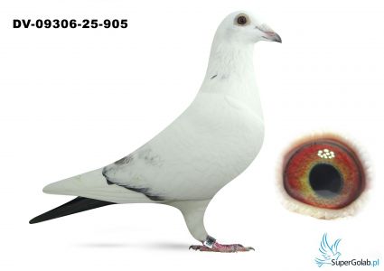 DV-09306-25-905 Leideman