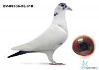 DV-09306-25-918  Marcel Wouters 